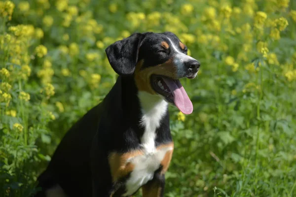 Jovem Sennenhund Close Olhar Playfull — Fotografia de Stock