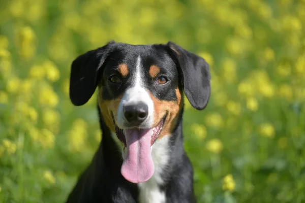Young Sennenhond Close Speelse Look — Stockfoto