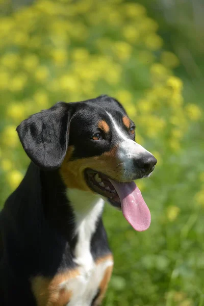 Jovem Sennenhund Close Olhar Playfull — Fotografia de Stock