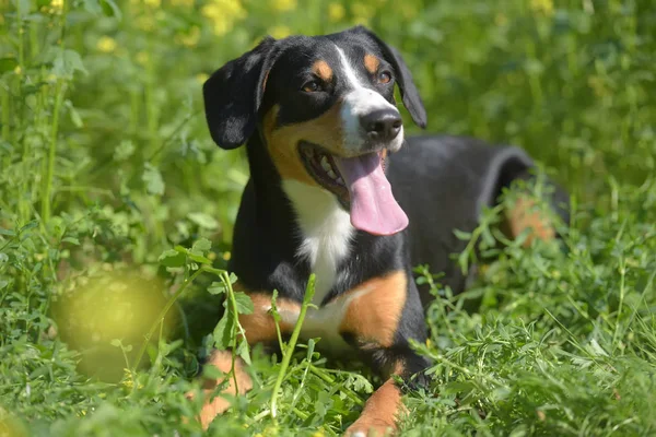 Joven Sennenhund Primer Plano Mirada Juguetona —  Fotos de Stock