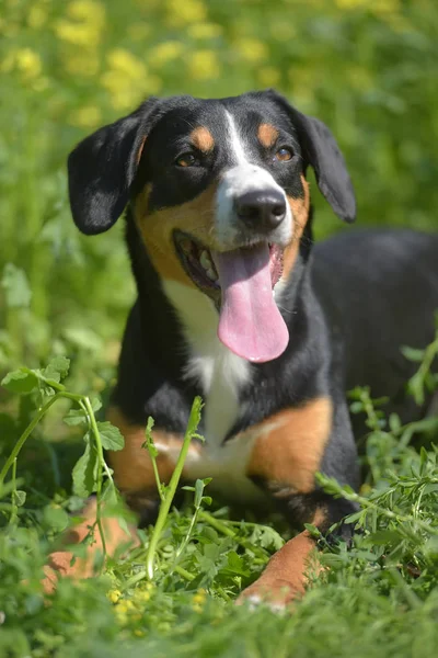 Joven Sennenhund Primer Plano Mirada Juguetona —  Fotos de Stock