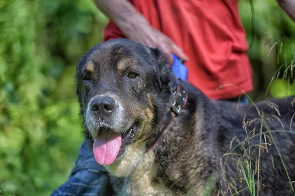 Central Asian Shepherd Dog Velho Doente — Fotografia de Stock