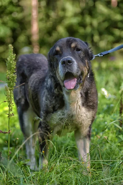 Central Asian Shepherd Dog Oude Zieke — Stockfoto