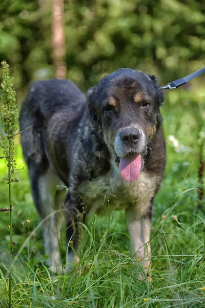 Central Asian Shepherd Dog Oude Zieke — Stockfoto