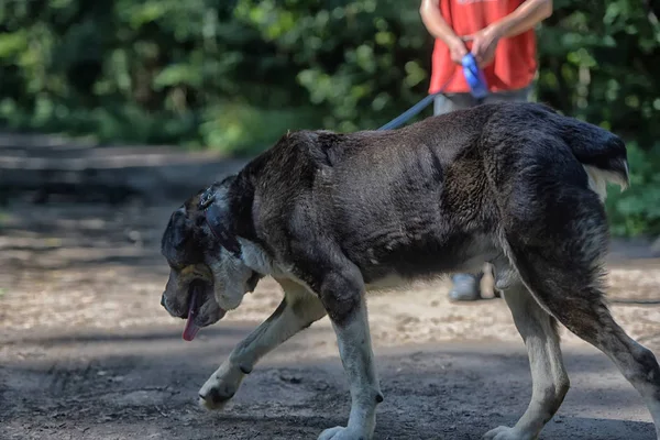 Central Asian Shepherd Dog Velho Doente — Fotografia de Stock