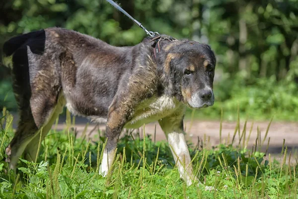 Central Asian Shepherd Dog Velho Doente — Fotografia de Stock