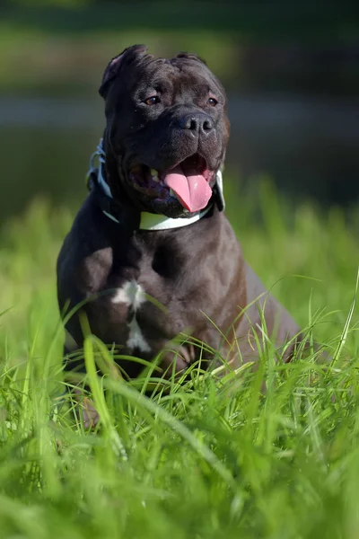 American Bully Ράτσα Σκύλου Στο Γρασίδι — Φωτογραφία Αρχείου