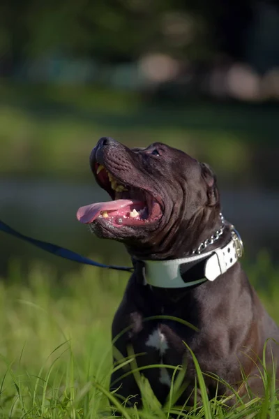 草の上のアメリカのいじめ犬種 — ストック写真