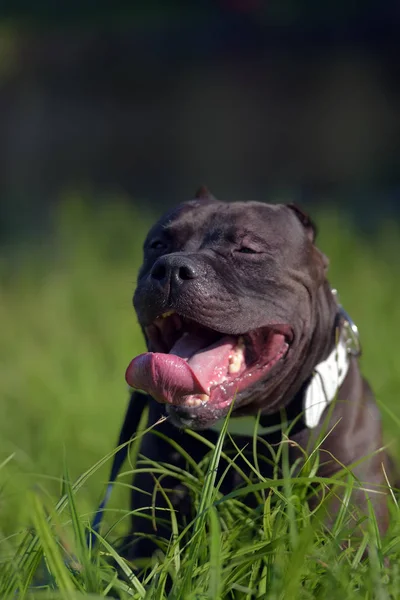 草の上のアメリカのいじめ犬種 — ストック写真