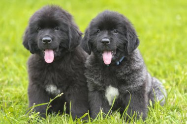 two small black puppies of Newfoundland clipart