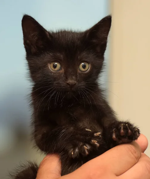 Kleines Schwarzes Kätzchen Den Händen — Stockfoto