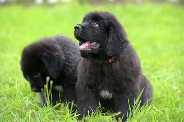 Dois Pequenos Cachorros Negros Terra Nova — Fotografia de Stock