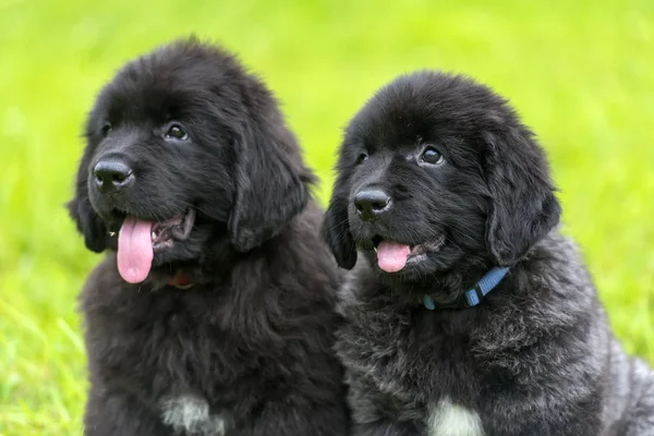 Dois Pequenos Cachorros Negros Terra Nova — Fotografia de Stock