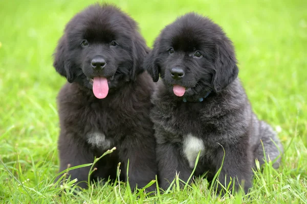 Dois Pequenos Cachorros Negros Terra Nova — Fotografia de Stock