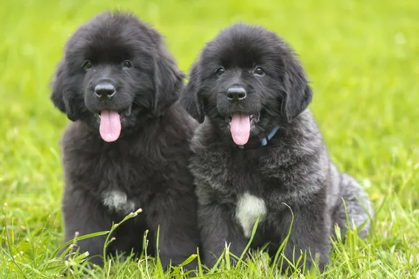 Dois Pequenos Cachorros Negros Terra Nova — Fotografia de Stock