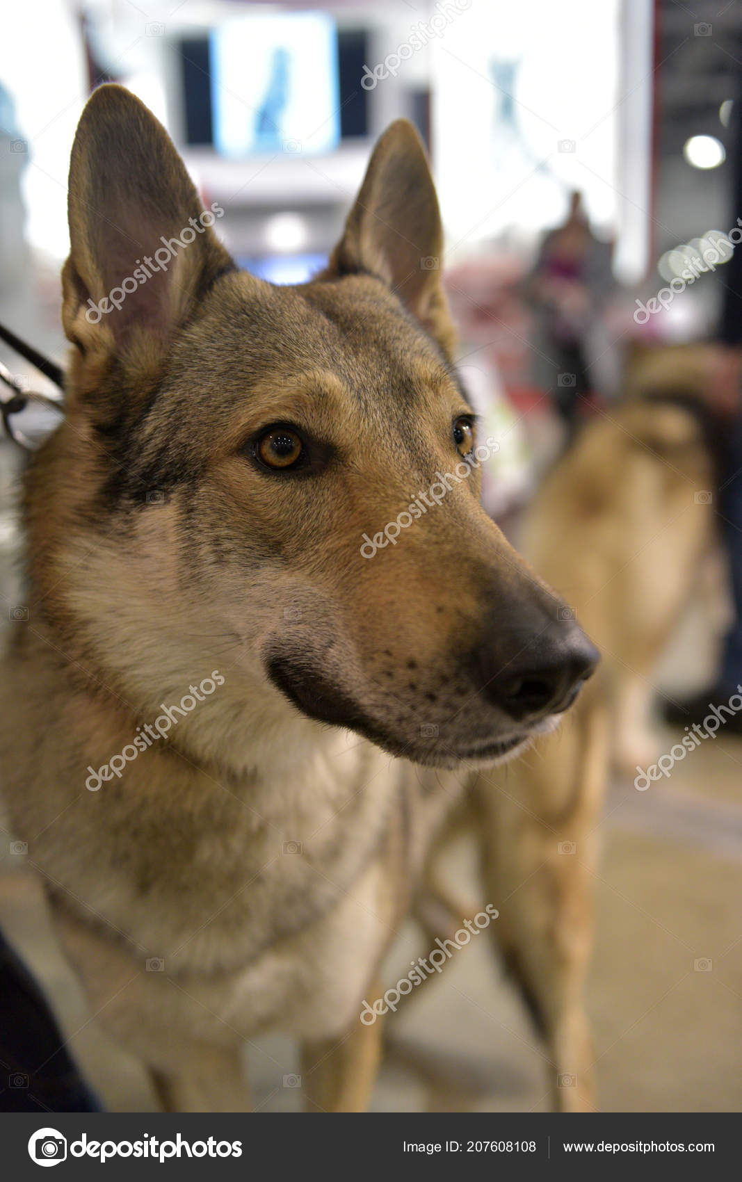 Chien Loup Tchécoslovaque Race Nationale Tchécoslovaquie