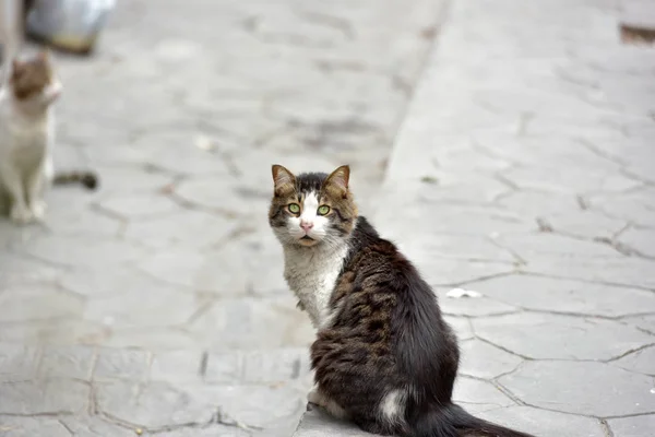 Sad Dirty Homeless Cat Street Istanbul — Stock Photo, Image