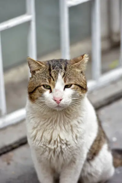 Sad Dirty Homeless Cat Street Istanbul — Stock Photo, Image