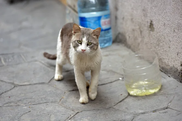 Ledsen Och Smutsiga Hemlösa Katten Gatan Istanbul — Stockfoto