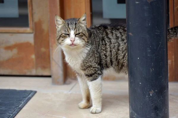 Ledsen Och Smutsiga Hemlösa Katten Gatan Istanbul — Stockfoto