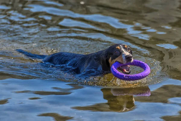 Entlebucher Dağın Köpek Suya Atlama — Stok fotoğraf