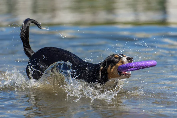 Entlebucher Dağın Köpek Suya Atlama — Stok fotoğraf