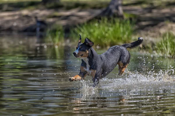 Entlebucher Ορεινό Σκυλί Άλμα Στο Νερό — Φωτογραφία Αρχείου
