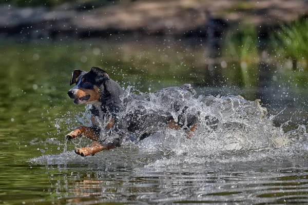 Entlebucher Mountain Dog Jumping Water — Stock Photo, Image