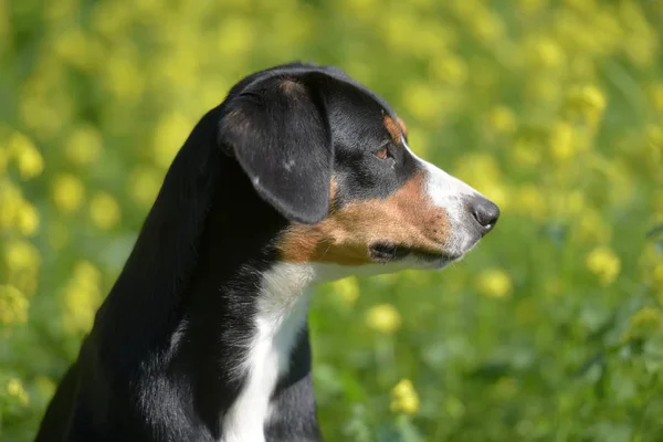 Entlebuhrer Cão Montanha Fundo Grama Verde Flores Amarelas — Fotografia de Stock