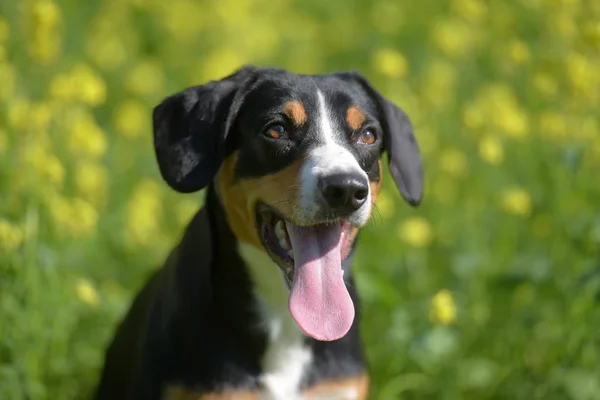 Entlebuhrer Sennenhond Achtergrond Van Groen Gras Gele Bloemen — Stockfoto