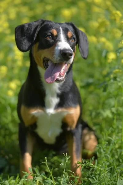 Entlebuhrer Sennenhund Auf Dem Hintergrund Von Grünem Gras Und Gelben — Stockfoto