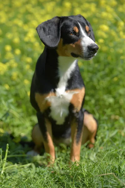 Entlebuhrer Горная Собака Фоне Зеленой Травы Желтых Цветов — стоковое фото