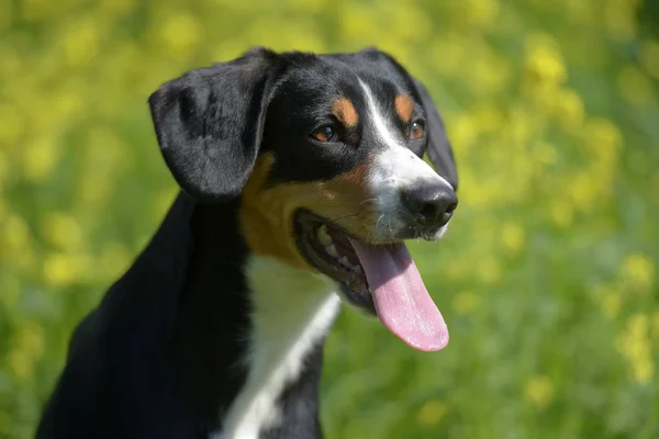 Entlebuhrer Sennenhund Auf Dem Hintergrund Von Grünem Gras Und Gelben — Stockfoto