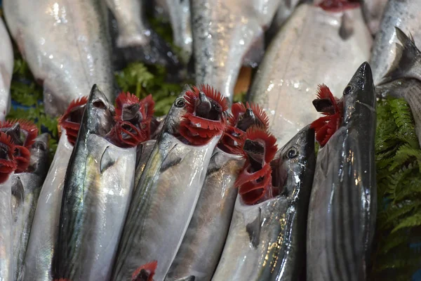 Turquía Estambul 2018 Gran Variedad Pescado Mercado Pescado Estambul —  Fotos de Stock