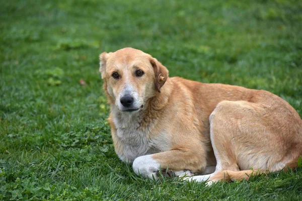 Türkiye Bir Çimenlikte Evsiz Köpek Yatıyor — Stok fotoğraf