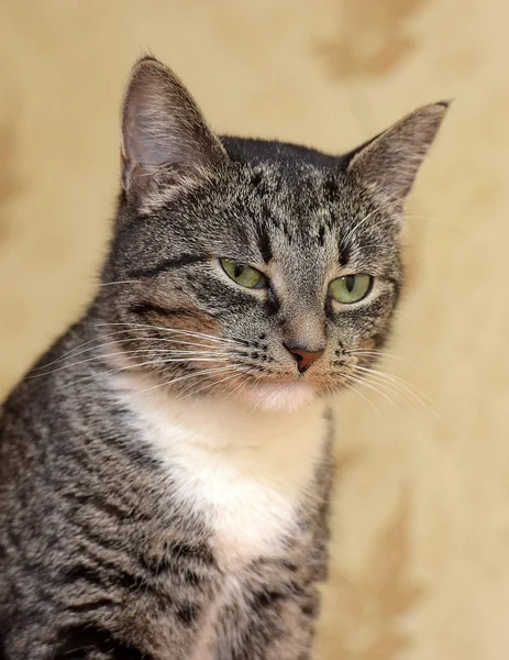 Gestreept Met Witte Kat Portret — Stockfoto