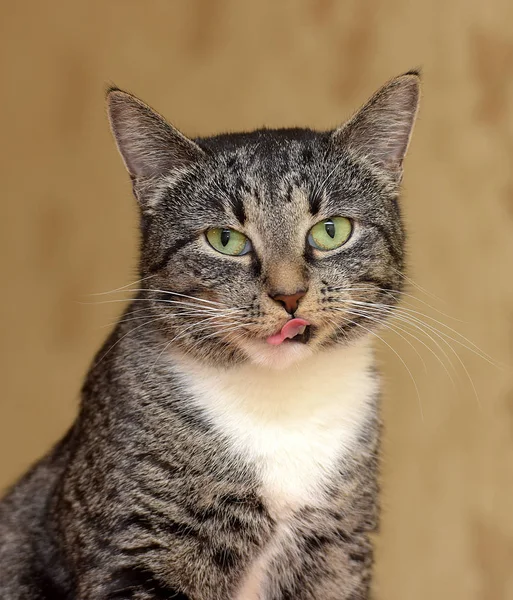 Gestreept Met Witte Kat Portret — Stockfoto