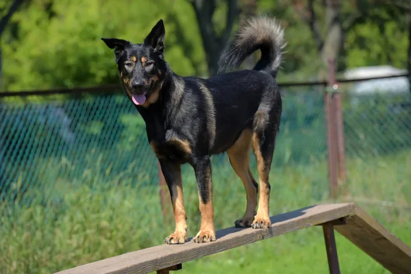 Ein Großer Hundemischling Trainiert Auf Einem Übungsplatz — Stockfoto