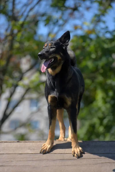 列車の訓練の場では大型犬雑種 — ストック写真