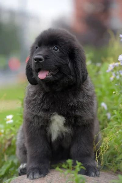 Pequeno Filhote Cachorro Bonito Newfoundland Fundo Grama Verde — Fotografia de Stock