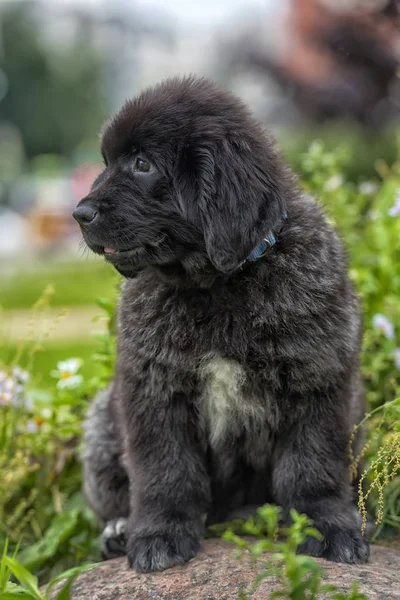 잔디의 배경에 귀여운 뉴펀들랜드 강아지 — 스톡 사진