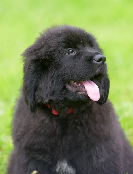 Little Cute Newfoundland Puppy Background Green Grass — Stock Photo, Image