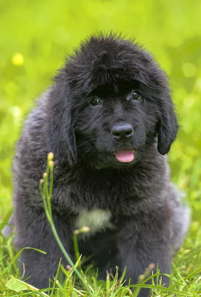 Liten Söt Newfoundland Valp Bakgrund Grönt Gräs — Stockfoto