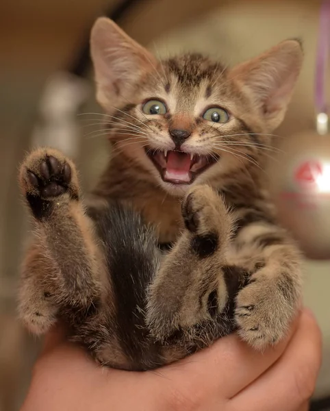 Pequeno Gatinho Listrado Meows Mãos — Fotografia de Stock