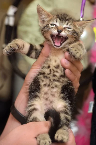 Small Striped Kitten Meows Hands — Stock Photo, Image