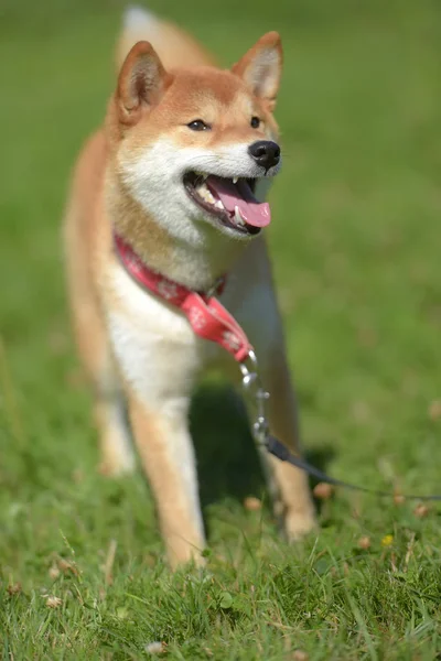 Szczęśliwy Siba Ken Mały Pies Japoński Lecie Trawie — Zdjęcie stockowe