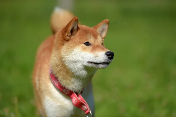 Happy Siba Ken Small Japanese Dog Summer Grass — Stock Photo, Image