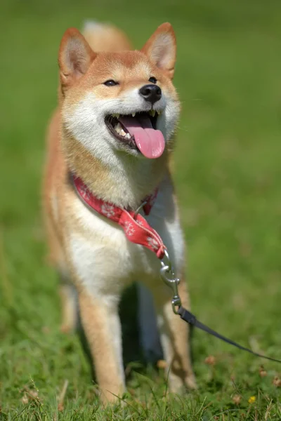 Heureux Siba Ken Petit Chien Japonais Été Sur Herbe — Photo