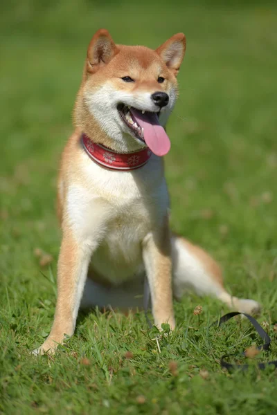 Siba Ken Bahagia Anjing Kecil Jepang Musim Panas Rumput — Stok Foto