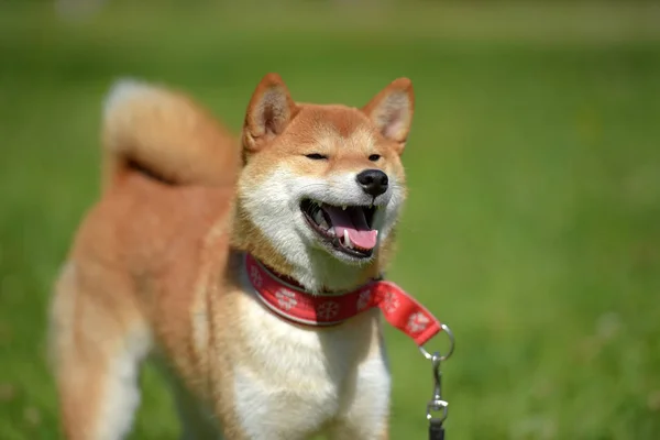 Happy Siba Ken Small Japanese Dog Summer Grass — Stock Photo, Image